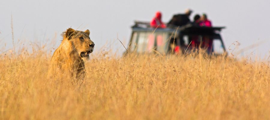 Exploring the Untamed Wonders of Kenya